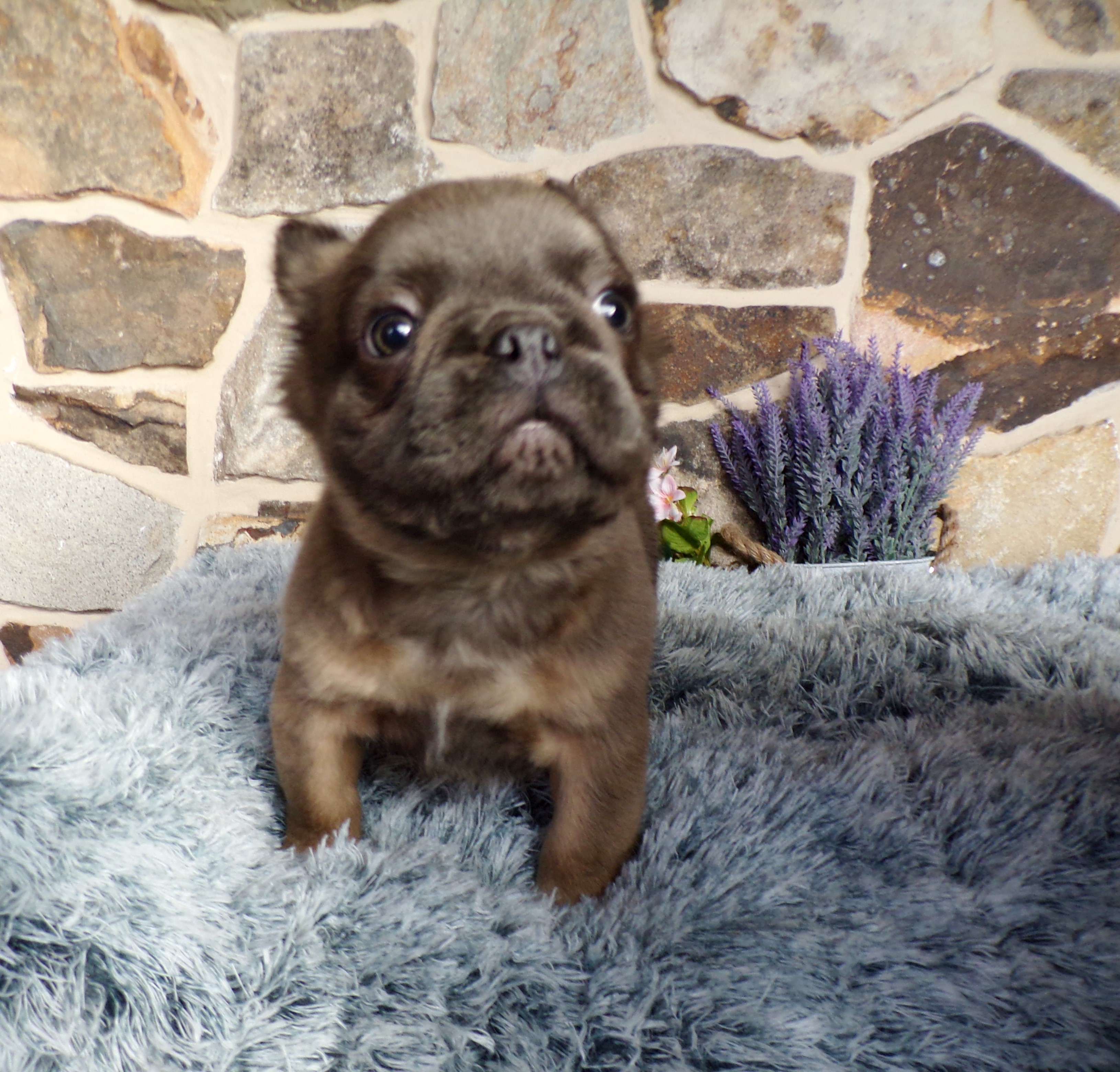 puppy, for, sale, French Bulldog, John  Lapp, dog, breeder, Gap, PA, dog-breeder, puppy-for-sale, forsale, nearby, find, puppyfind, locator, puppylocator, aca