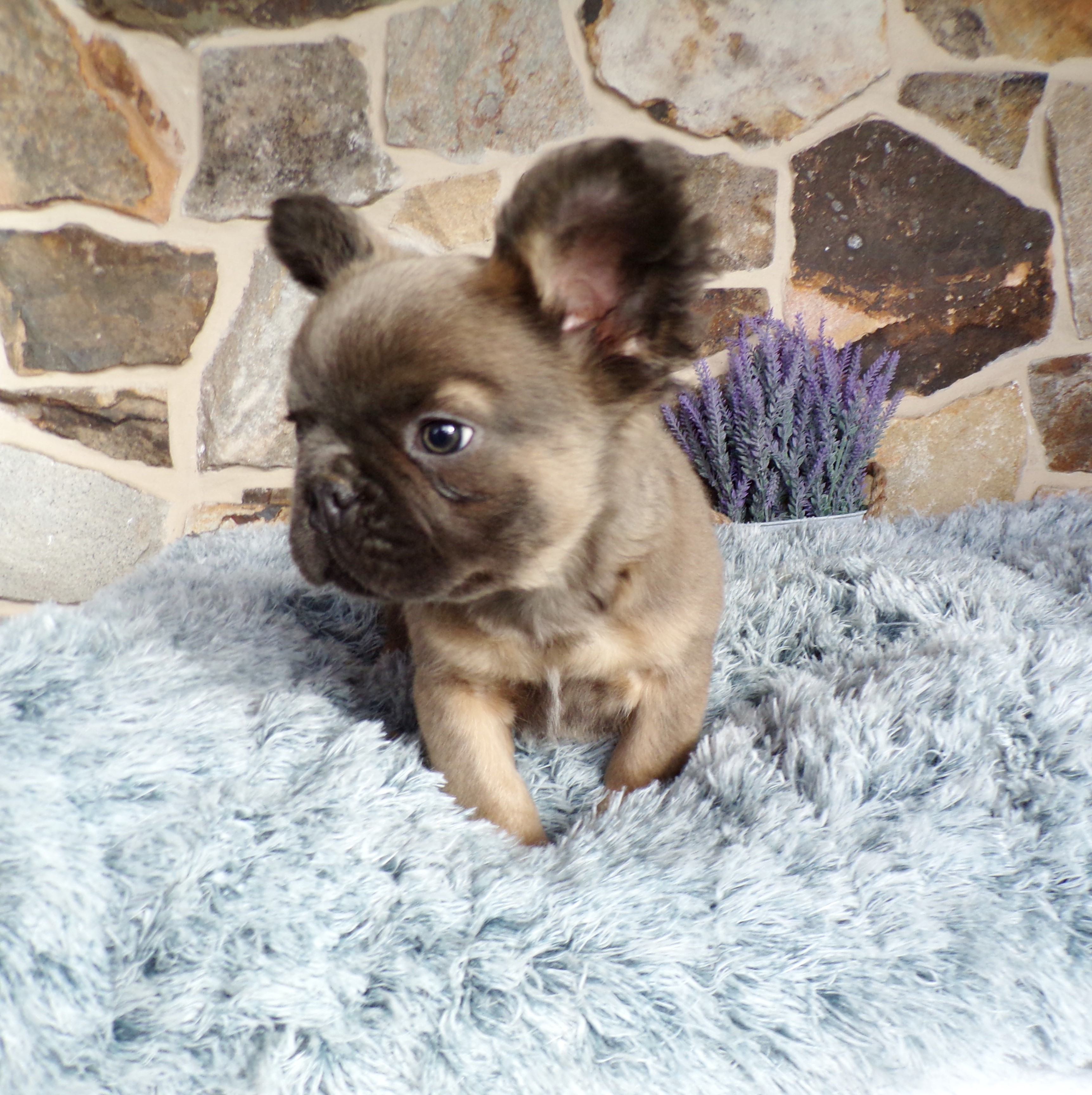 puppy, for, sale, French Bulldog, John  Lapp, dog, breeder, Gap, PA, dog-breeder, puppy-for-sale, forsale, nearby, find, puppyfind, locator, puppylocator, aca