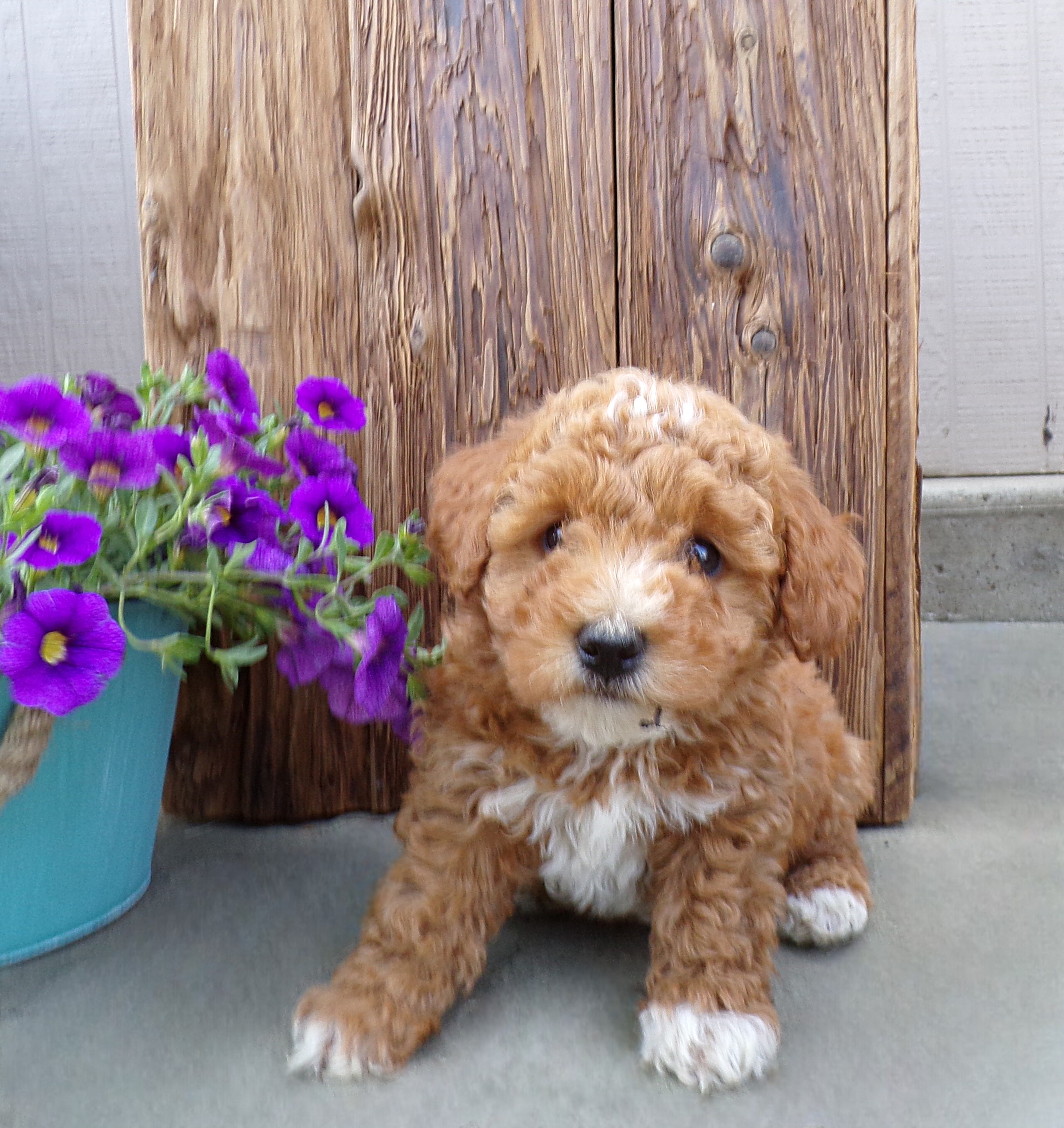 puppy, for, sale, Miniature Poodle, John  Lapp, dog, breeder, Gap, PA, dog-breeder, puppy-for-sale, forsale, nearby, find, puppyfind, locator, puppylocator, aca