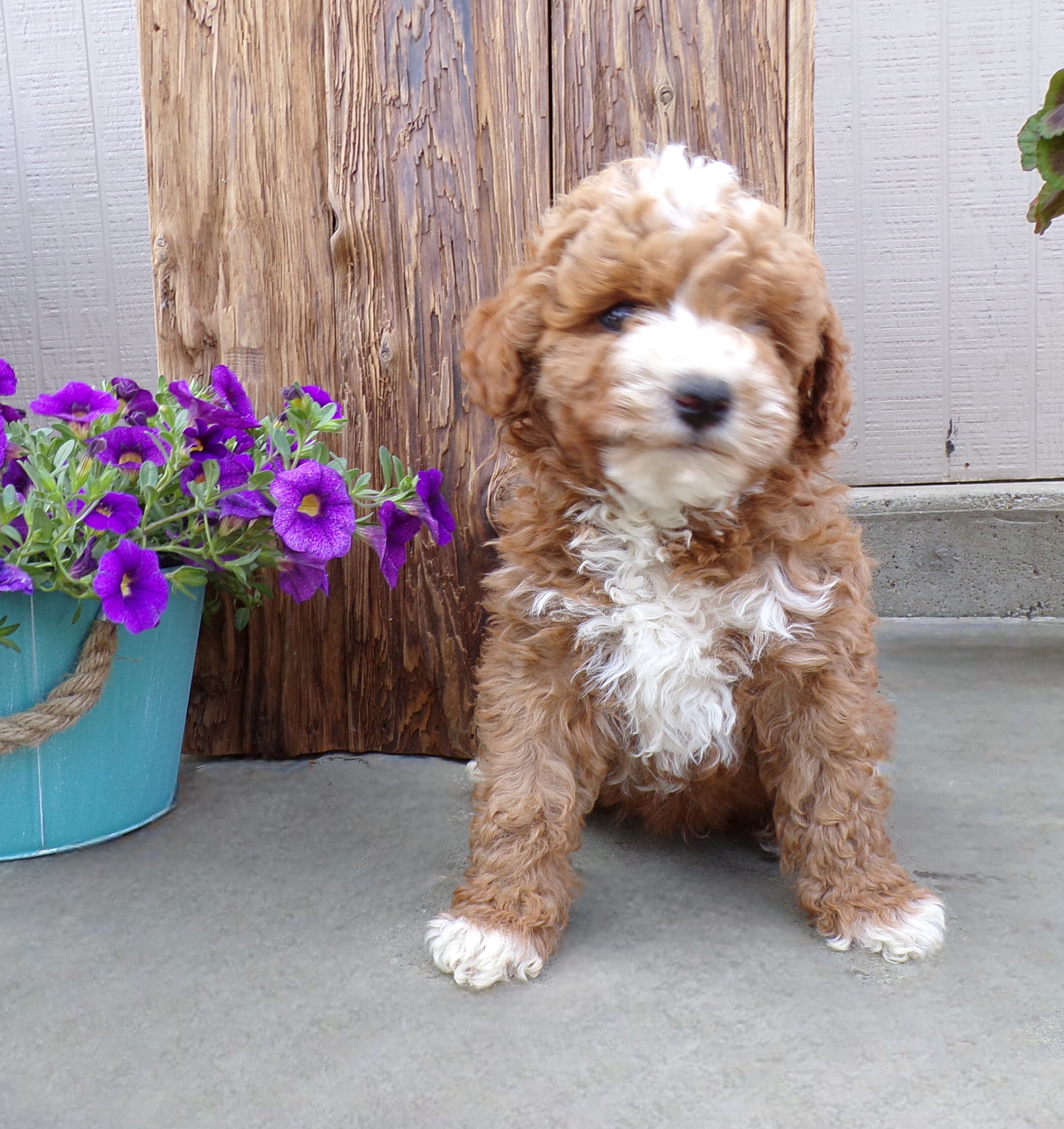 puppy, for, sale, Miniature Poodle, John  Lapp, dog, breeder, Gap, PA, dog-breeder, puppy-for-sale, forsale, nearby, find, puppyfind, locator, puppylocator, aca