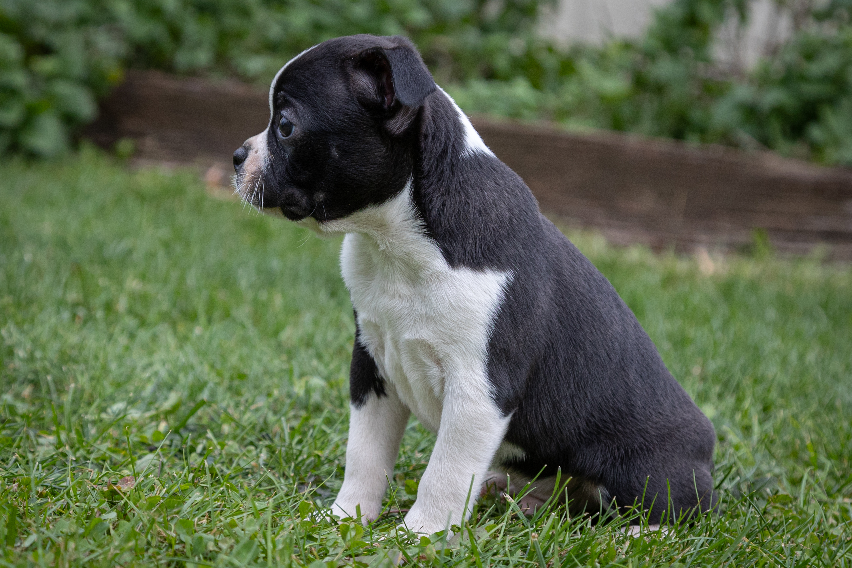 puppy, for, sale, Boston Terrier, John  Lapp, dog, breeder, Gap, PA, dog-breeder, puppy-for-sale, forsale, nearby, find, puppyfind, locator, puppylocator, aca