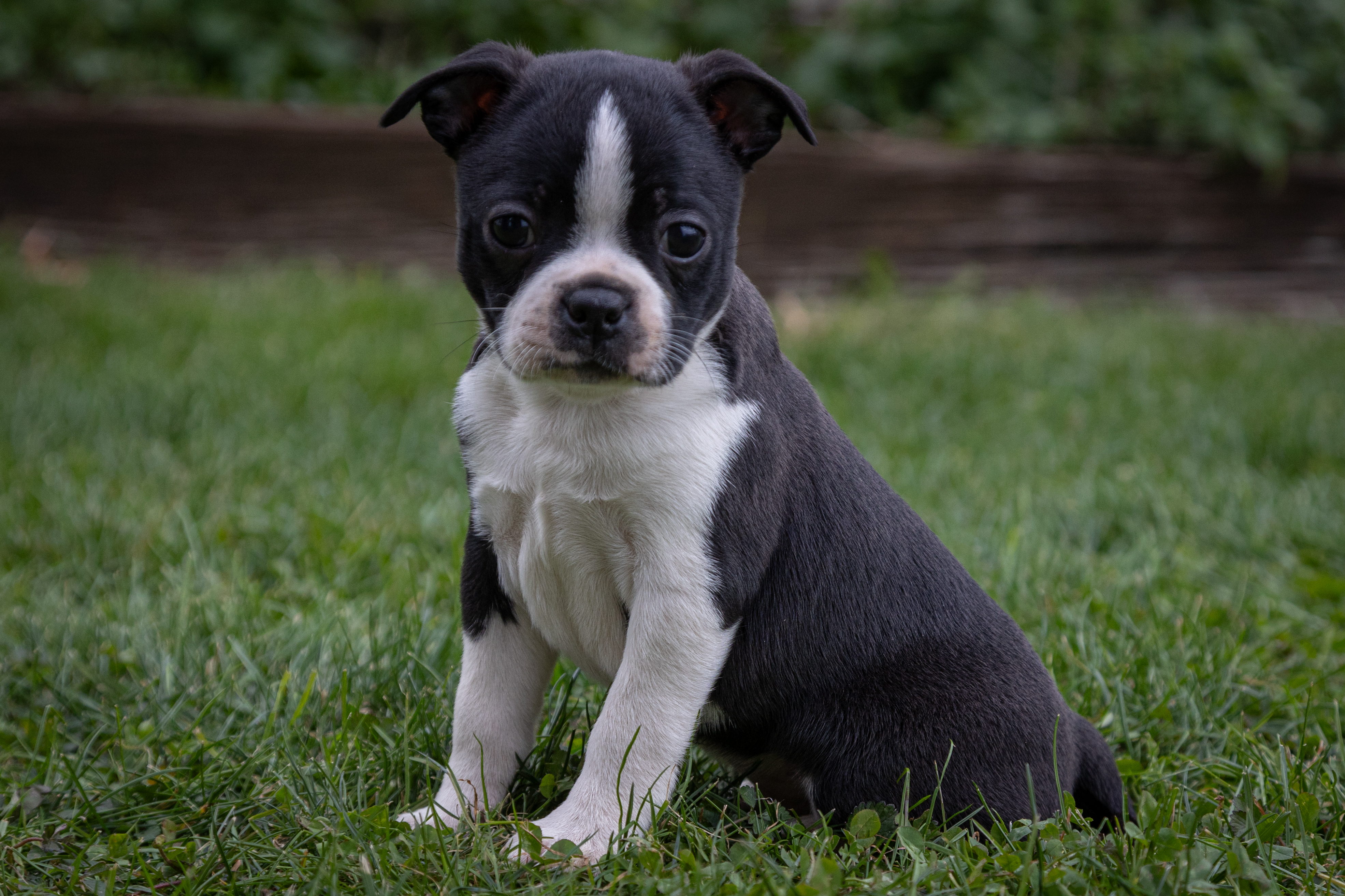 puppy, for, sale, Boston Terrier, John  Lapp, dog, breeder, Gap, PA, dog-breeder, puppy-for-sale, forsale, nearby, find, puppyfind, locator, puppylocator, aca