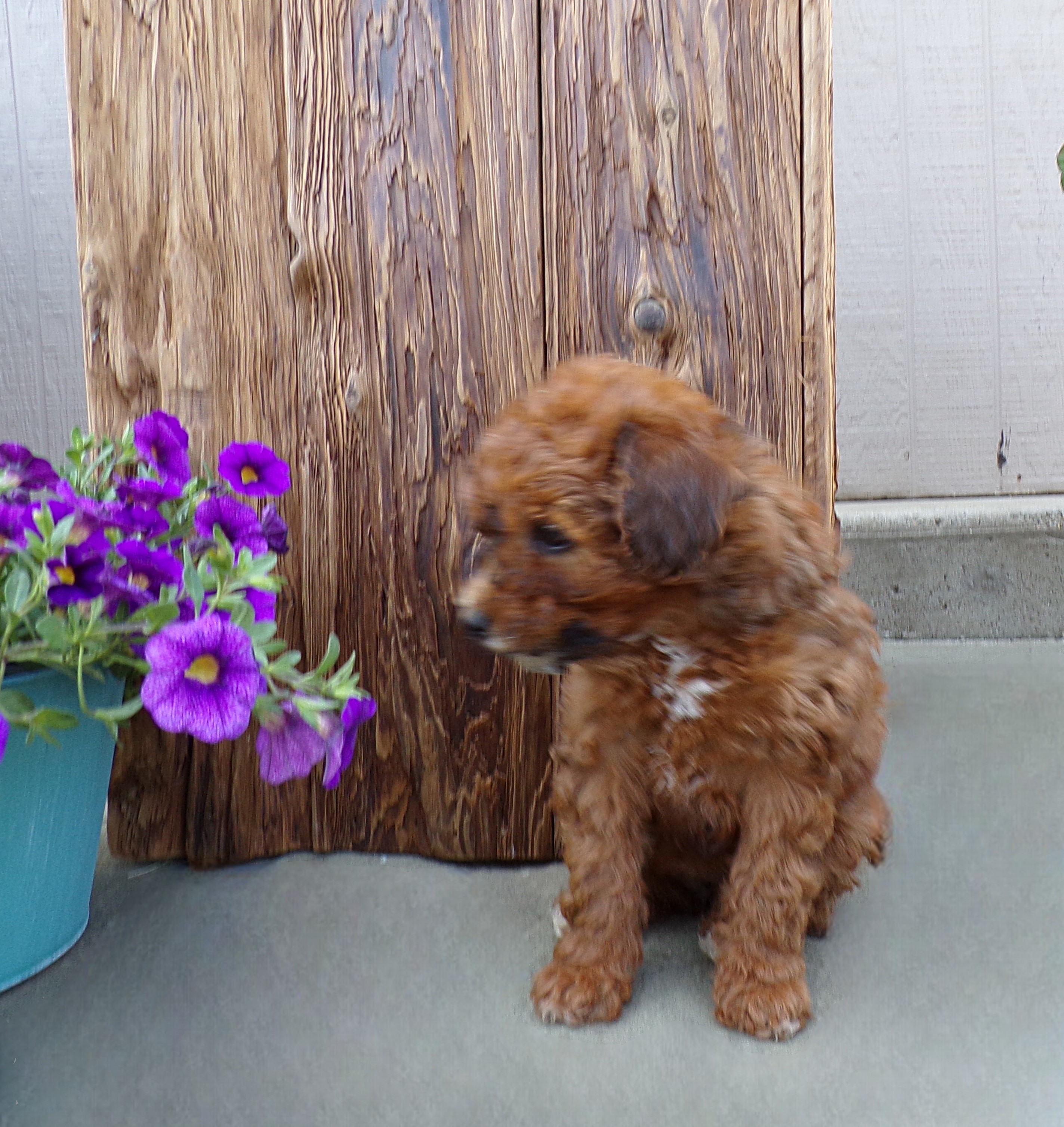 puppy, for, sale, Miniature Poodle, John  Lapp, dog, breeder, Gap, PA, dog-breeder, puppy-for-sale, forsale, nearby, find, puppyfind, locator, puppylocator, aca