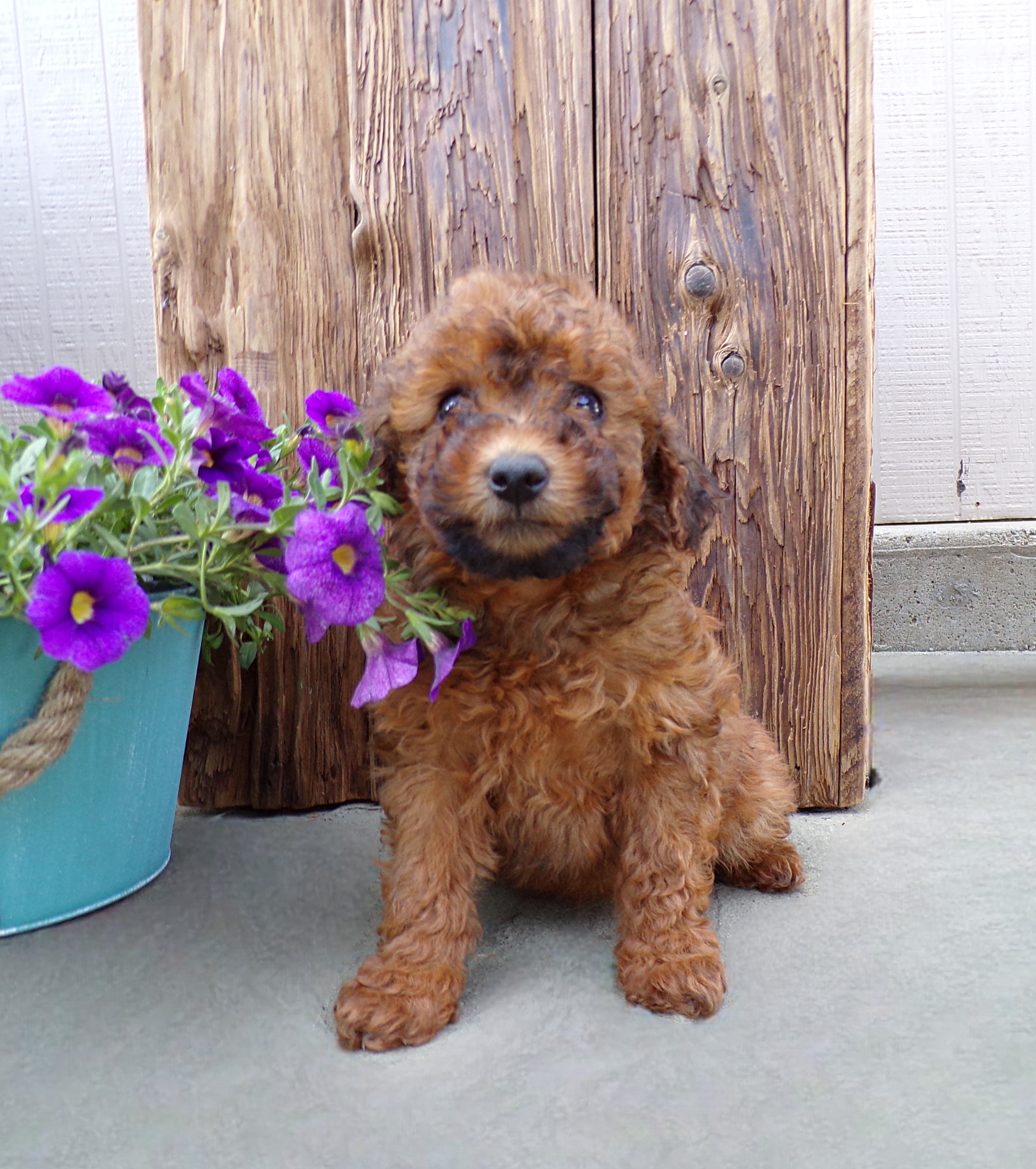 puppy, for, sale, Miniature Poodle, John  Lapp, dog, breeder, Gap, PA, dog-breeder, puppy-for-sale, forsale, nearby, find, puppyfind, locator, puppylocator, aca