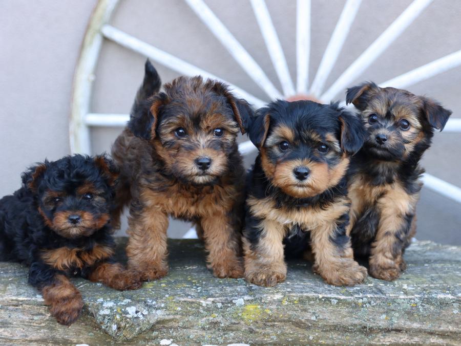 John, Lapp, dog, breeder, honey, brook, field, pa, official, home, page, homepage, John-Lapp. dog-breeder, puppies, for, sale, kennel, kennels, mini, bernadoondle, berna- doodle, puppy, puppies, mill, puppymill, show, handler, aca, ica, pennsylvania, John-Lapp